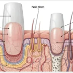 Nail Anatomy